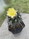 Copiapoa esmeraldana